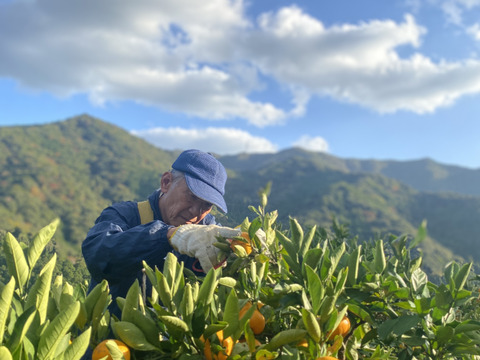 見た目は赤ちゃんサイズ👶でも味は濃厚！西果樹園【超小玉みかん】５キロ