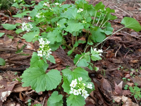 春のしるし天然花わさび200ｇ｜白神山麓より｜ツンとくる春