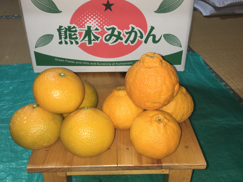 今ならお得なミックスセット これからが旬の露地栽培不知火 2lサイズ 4kg ギリギリまで収穫をガマンしたコク旨スイートスプリング 5kg 熊本県産 食べチョク 農家 漁師の産直ネット通販 旬の食材を生産者直送 今ならお得なミックスセット これからが旬の露地栽培不知火 2lサイズ 4kg ギリギリまで収穫をガマンしたコク旨スイートスプリング 5kg 熊本県産 食べチョク 農家 漁師の産直ネット通販 旬の食材を生産者直送