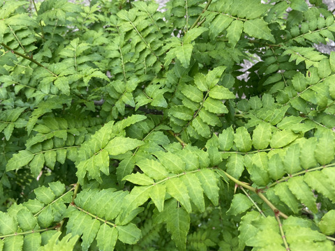 【山椒の葉】 メール便⭐︎摘みたて～30枚