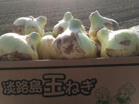 【訳あり】淡路島産新玉ねぎ5kg