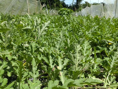 【単品🏣ゆうパック】スイカ🍉Sサイズ☆俵型 ☆農薬、除草剤、化学肥料不使用☆横幅（長い方）約20〜25cm 直径約15cm〜18cm