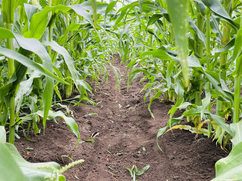 スイートコーン ゴールドラッシュ 2キロ
