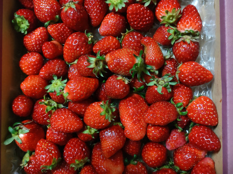 【いばらキッス】！たっぷり８００ｇバラ詰め　サイズ・形、いろいろ