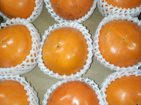 【希少！数量限定 　鳥取発の甘～い輝太郎柿（2.5㎏）】贈答用にも　好評です！　必ず喜ばれますよ(^▽^)/