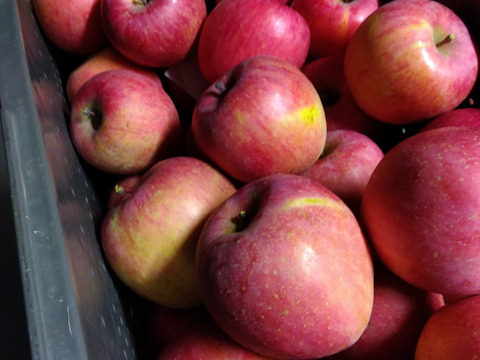 ジューシーな須坂産家庭用サンふじリンゴ（約5キロ）