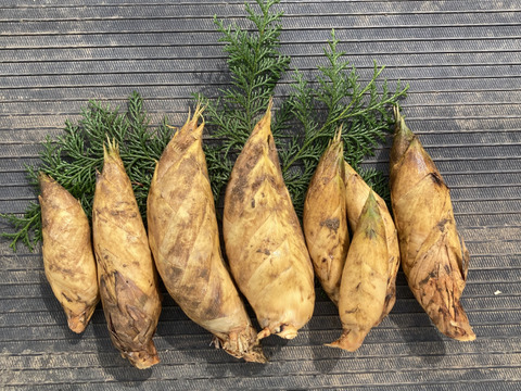 早堀りたけのこ　鹿児島県産　1キロ箱込　白子筍　野菜　農薬不使用 竹の子