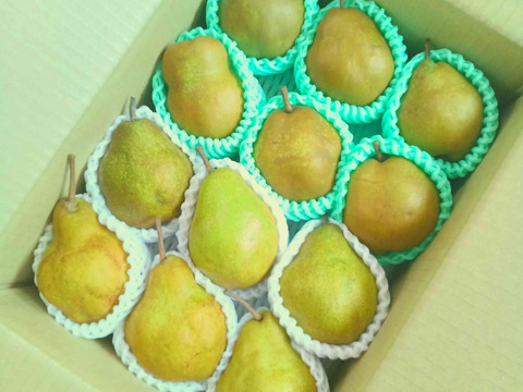 食べ比べ！西洋梨詰め合わせ 3kg 家庭用 10〜16玉入り　ゴールドラフランス・シルバーベル 山形県産西洋梨ラフランス