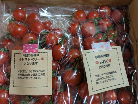 とまと様 トマトさま♥️