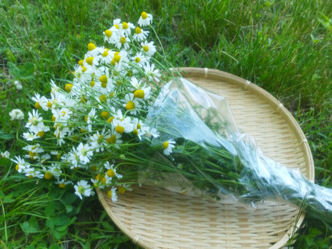 [クール便]　自然栽培カモミール花束（奥出雲産）200g