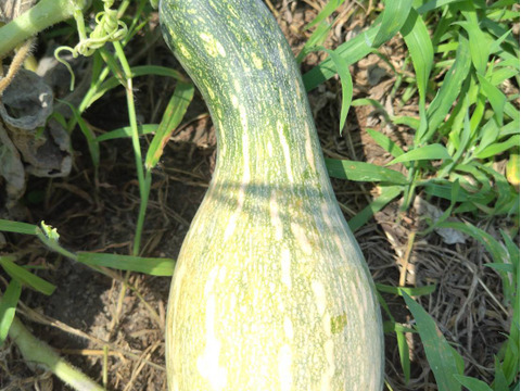 にこさん専用伝統野菜　鶴首かぼちゃ自然栽培2キロズッキーニ1キロ80サイズ在来種の伝統野菜　自然栽培　写真は見本です。