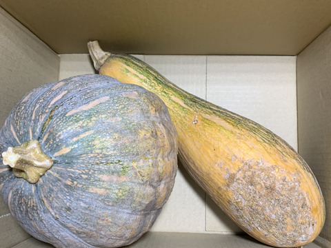 草と菌、天水で育てた 島かぼちゃ（八丈島系）　3kg