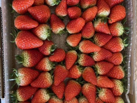 生の風味をお届け。気にしない方限定🍓バラ詰苺BOX（約1000g）大きさ形が不揃いです