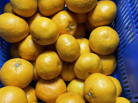 【早割！！】希少品種！！口の中でぷちぷちと弾ける新食感！！愛媛県産はるみ１０kg入【山採り無選別商品】