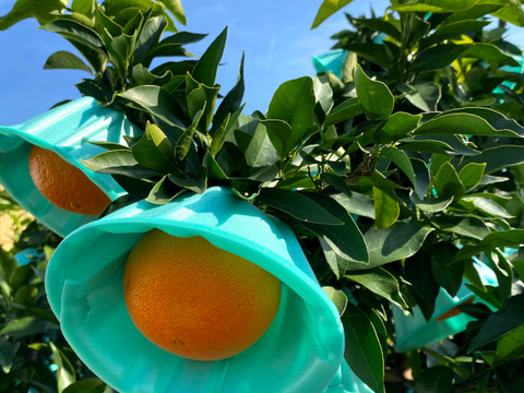 【発送開始】まるでゼリーのような新食感！！❝吉本農園の小娘まどんな❞（家庭用1.7ｋｇ/サイズ2S/17個前後）