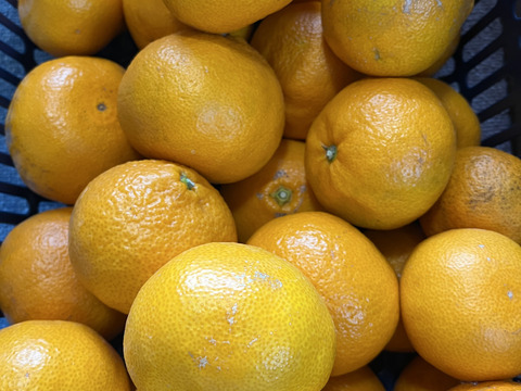 宮川早生みかん　10kg(箱込) 大玉訳あり