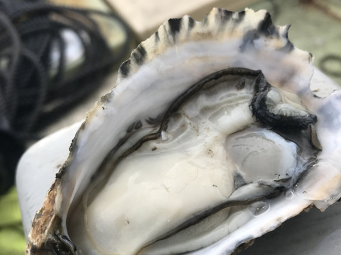 牡蠣好き歓喜の30%増量中！三重県産 殻付き 浦村かき M～Lサイズ70個入り（約7.7Kg前後）（7～15人前）【生牡蠣】【生食用】真牡蠣 生牡蠣 貝類 海鮮 バーベキュー BBQ 母の日ギフト