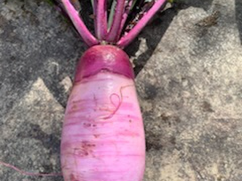 熊本県八代産11月に採れた農薬不使用野菜詰め合わせ　野菜セット　4kgほどです
