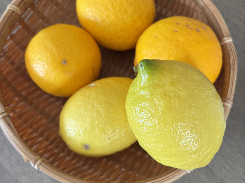 【数量限定・訳ありでお得】
マイヤーレモン／ビラフランカ／璃の香
3種おまかせレモンセット