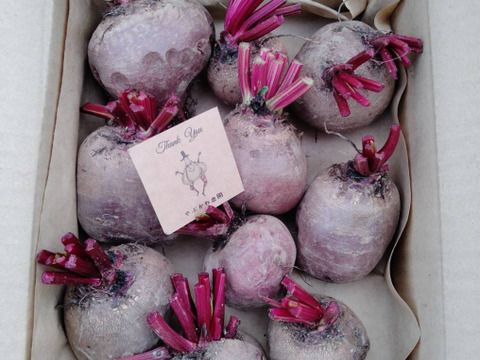 大地がくれた真っ赤なごちそう!　ビーツ1.5kg