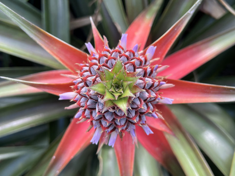 【希少】樹上完熟ピーチパイン2〜3玉🍑🍍(2kg〜)