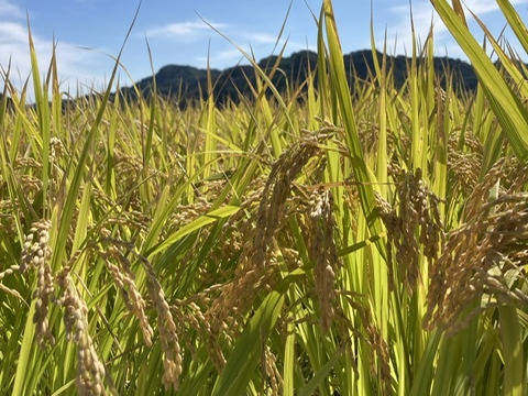 【農薬･化学肥料不使用玄米】この農園だけの美味しいお米【5kg×2袋】