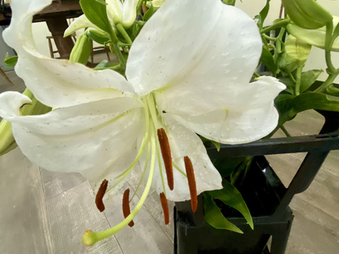 【大輪３本／カサブランカ】気品あふれる白いユリのカサブランカは、大輪の花と上品な香りが魅力で、開花すると空間が一気に華やぎます。蕾あり！産地直送！プレゼントにもどうぞ！