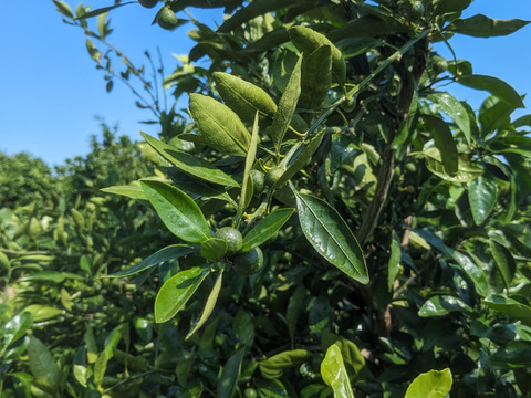 三ヶ日を代表する品種！『三ヶ日青島みかん』ご家庭用3kg