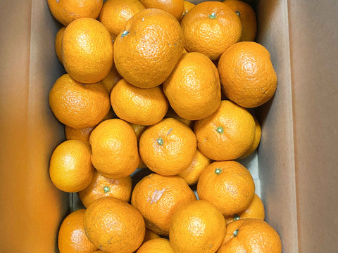 【愛媛県中島産】コクあるみかん！南柑20号　サイズ混合5キロ