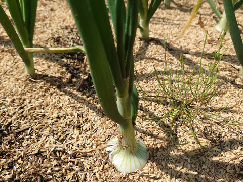 トロットロ甘い！葉付き白玉ねぎ　1kg