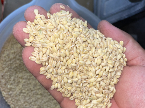 モチプチ食感　もち麦「キラリモチ」　1kg（500g×2袋）