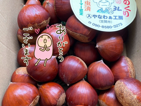 笠間の栗3Lサイズ×1kg（温湯殺虫済み）：茨城県産のその他栗