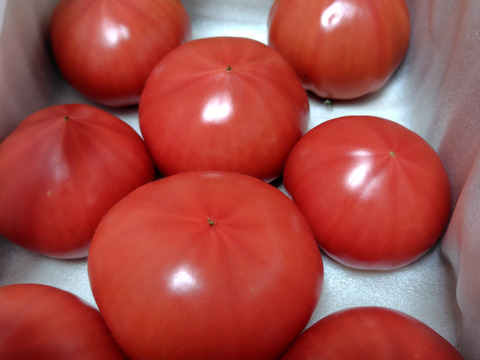 【完熟】あいちの伝統野菜『ファーストトマト』小箱約1kg　【母の日ギフト】にもぴったり！