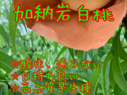 岡山県産　訳あり！品種お任せでお得⭐︎約1.5kg4~8個入り