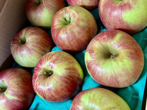 信州りんご🍎パック入り