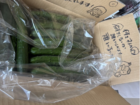 【きゅうり】南国宮崎のてげうまきゅうり（5ｋｇ）