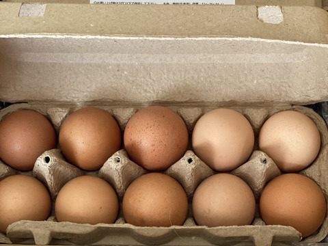 【北海道から】希少な放し飼いコッコの新鮮たまご　10個 × 4パック