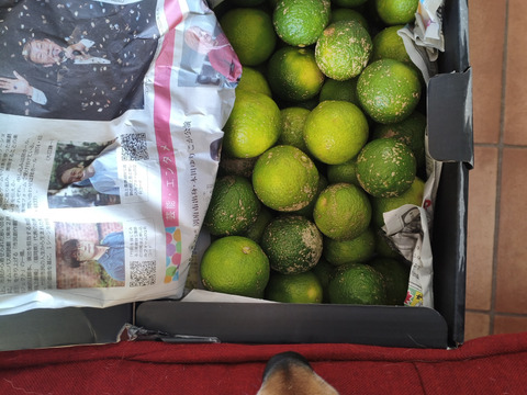 キズありカボス(6kg)※注意事項必読