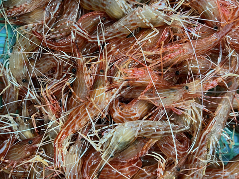 北海道産冷凍シマエビ中サイズ