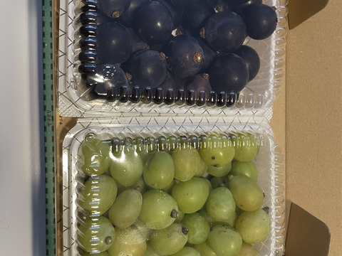 果汁たっぷり！完熟ぶどう350g×2P：神奈川県産の藤稔｜食べチョク