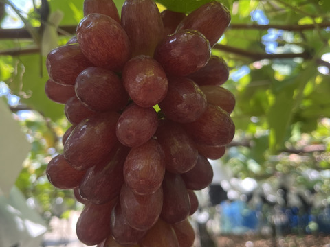 山梨県産　クイーンセブン　　2025 ぶどう（クイーンセブン）【2025販売終了】 - Treetop Farm KOSHU