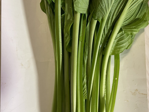 今が旬★山菜！秋田県鹿角市産のうるい3kg