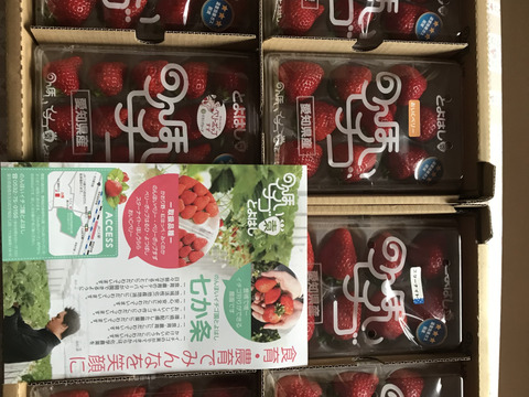 【4品種食べ比べ】【1品種はグランプリ受賞のベリーポップすず】園長おまかせ！ジュワっ～とおいしい「甘熟のんほいイチゴ」（1箱4パック入り1000g）【いちご食べ比べ】