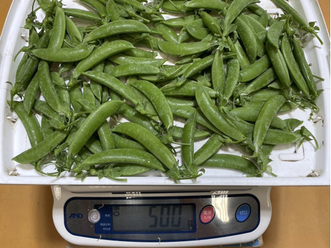 ！7日間限定！お買得価格☆自然栽培スナップエンドウ5ｋｇ