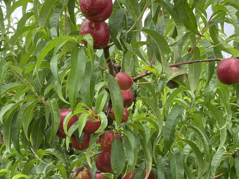旬を堪能、あまいあんずとや硬めの信州限定の甘みの強いネクタリン。
あんずのおひさまコットと、ネクタリンのサマークリスタルのセット
（約2.5ｋg）のきれいな箱入りでのお届け。