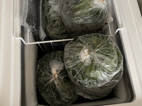 夏の今しか味わえない！野菜の王様モロヘイヤちゃん(2kg)♪♪