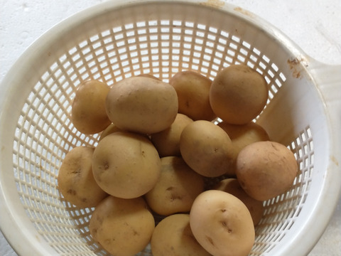 付け合わせ用サイズ 【新じゃがいも】 ２㎏