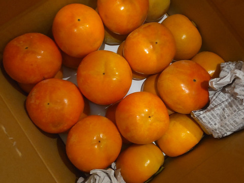 和歌山県産　富有柿　極甘(家庭用)5kg　M～2Lサイズ