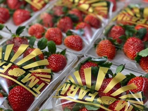 【朝採れいちご!新鮮!】 さがほのか お得な250g×2パック