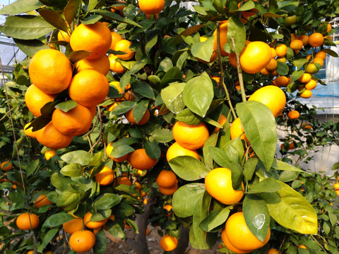柑橘ジューシー三銃士！
『ジュレ柑』『青島』

『葉付き冬のハウスミカン』各1kg
【柑橘食べ比べ】